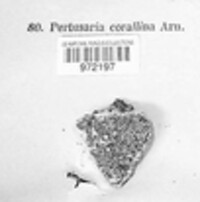Pertusaria corallina image